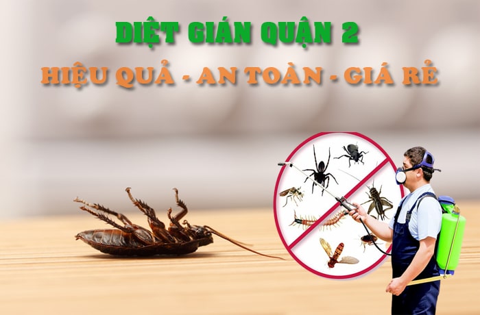 Dịch vụ diệt gián Quận 2