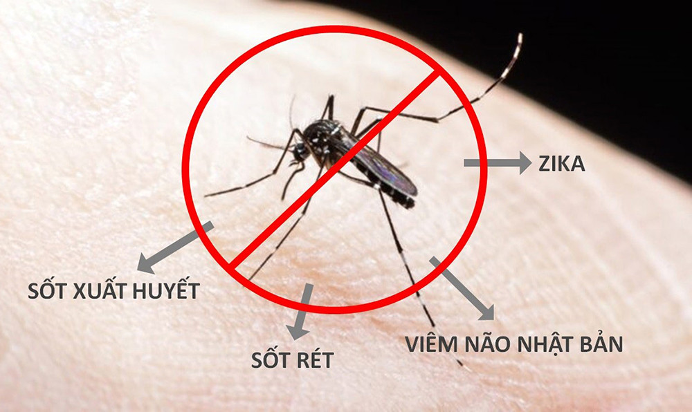 Dịch vụ diệt muỗi tại T&acirc;n Ph&uacute;