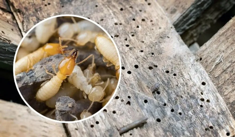 DIỆT MỐI TẬN GỐC